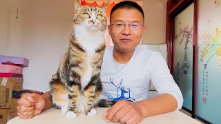 狸花猫：这家离开我可怎么活，全靠我卖艺养着