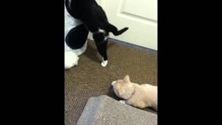 Felix N Cosmo K N A Kitty High