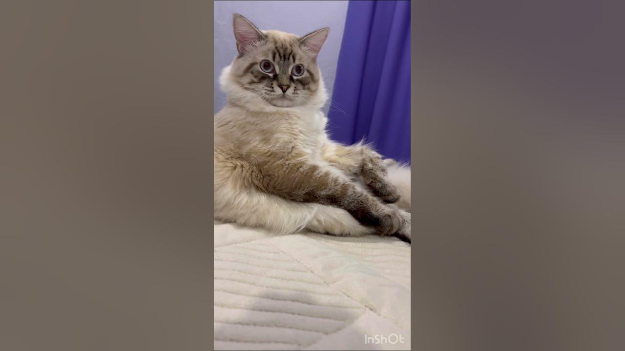 Кот-шпрот - YouTube