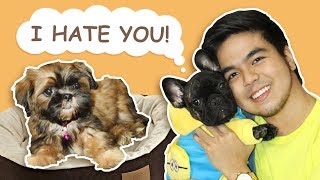 shih tzu liver line princess type price