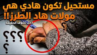 Download Lagu مشيت عند خديجة.. الإعاقة فإيديها ولكن مستسلماتش حيت عندها راجل ! مشلل و 2 وليدات 😭 MP3