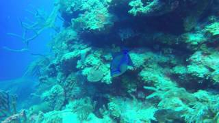 belize diving 2015 youtube