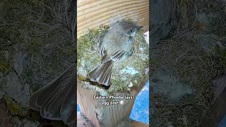 The Eastern Phoebe live nestcam captured the first egg laid! #birdwatching #bird #nestcam #babybird
