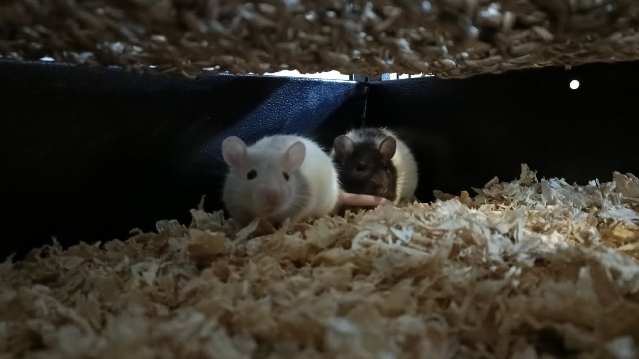 Bubble And Squeak Standing Together In The Corner Of Their Cage!
