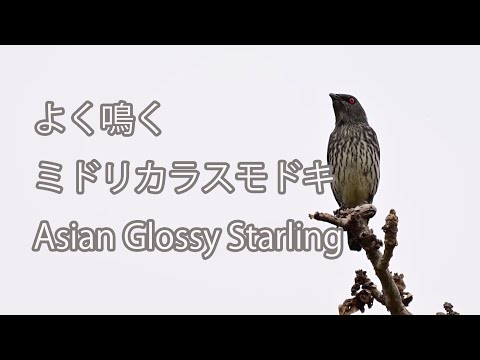 【よく鳴く】ミドリカラスモドキ Asian Glossy Starling