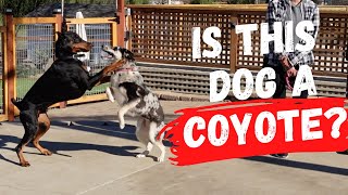(Coyote) Dog that resource guards owners and plays a bit rough