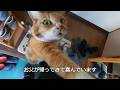 山から父が帰ってきて嬉しい娘猫