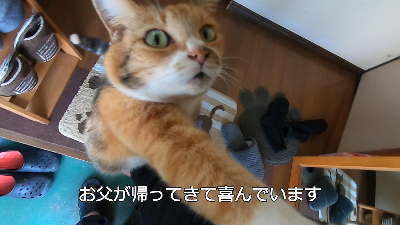 The daughter cat is happy that her father has returned from the