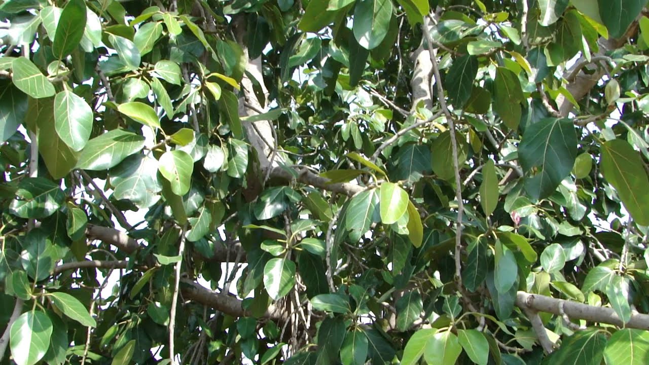 Convulsions: Due to irritation in intestines from worms.  © Pankaj Oudhia