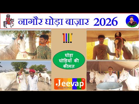 मारवाड़ी , काठियावाड़ी घोड़े घोड़ियाँ Nagaur Pashu Mela Market 2026 Video Nagaur Horse Market 2026