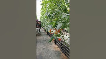 panen tomat #vidioviral #taiwan #shortvideo #fyp #shorts #shortvideo #beranda #berkebun #fypシ゚viral