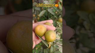 नारंगी mini oranges, chinese orange 🍊#fruit #garden #shorts