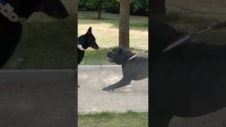 Malinois, Cane Corso et chien spécialisé : un savoir-faire que vous ne verrez nulle part ailleurs !