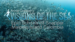 4K Relaxing Music Underwater Video Schools of Snapper Malpelo Island Colombia Annie Crawley