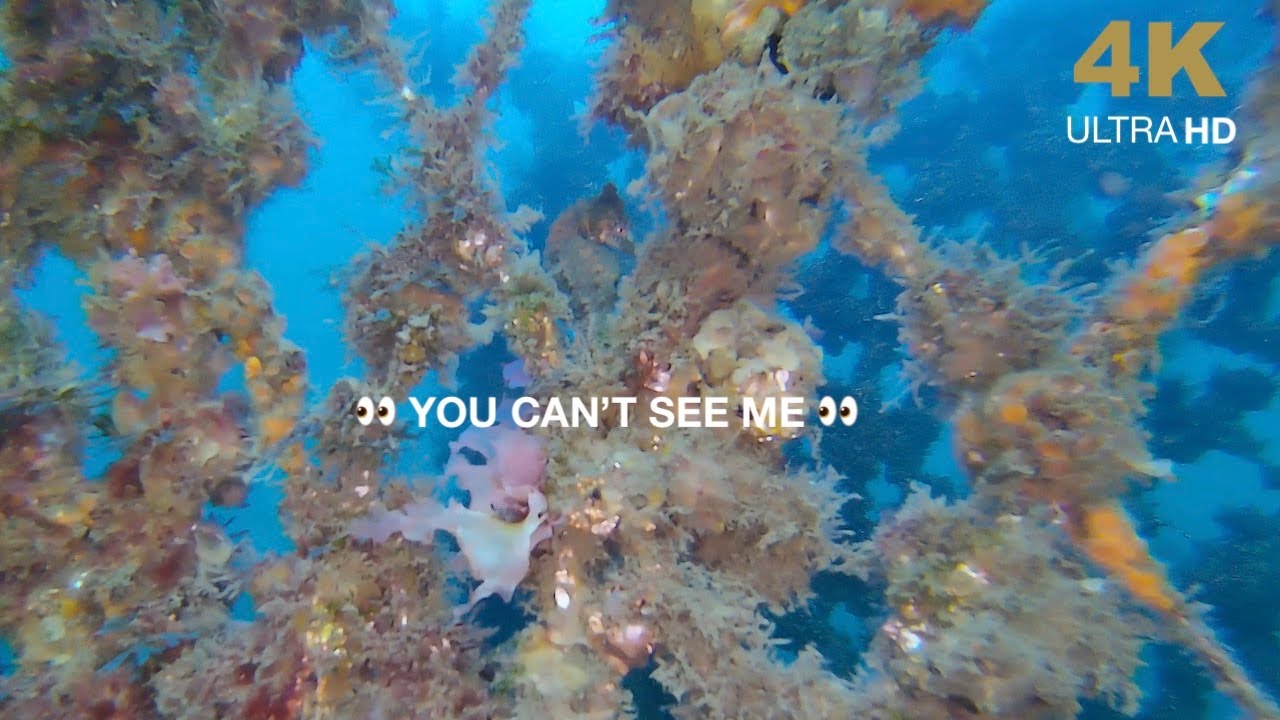 Probably the cutest things in the sea? Underwater drone footage from the Chasing Gladius Mini S [4K]