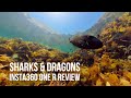 INSTA 360 ONE R - In depth underwater review. Looking for sharks and sea dragons in Australia