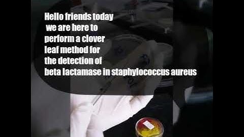 Beta lactamase detection by clover leaf method