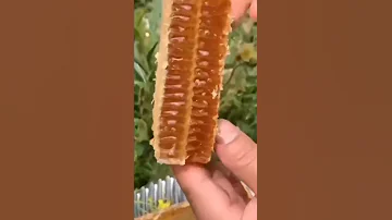 عسل 