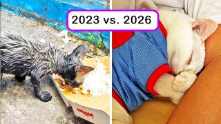 Cats Before And After Finding Their Forever Homes