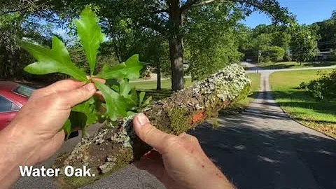 Water Oak Bow Drill, Green Living Wood Dried Out Will Produce Embers!