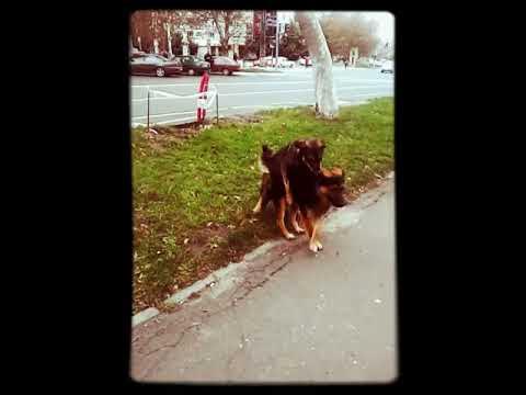 Собаки трахаются - YouTube