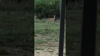 The other deer made a dare to walk across the scary yard. #comedywildlife #deer