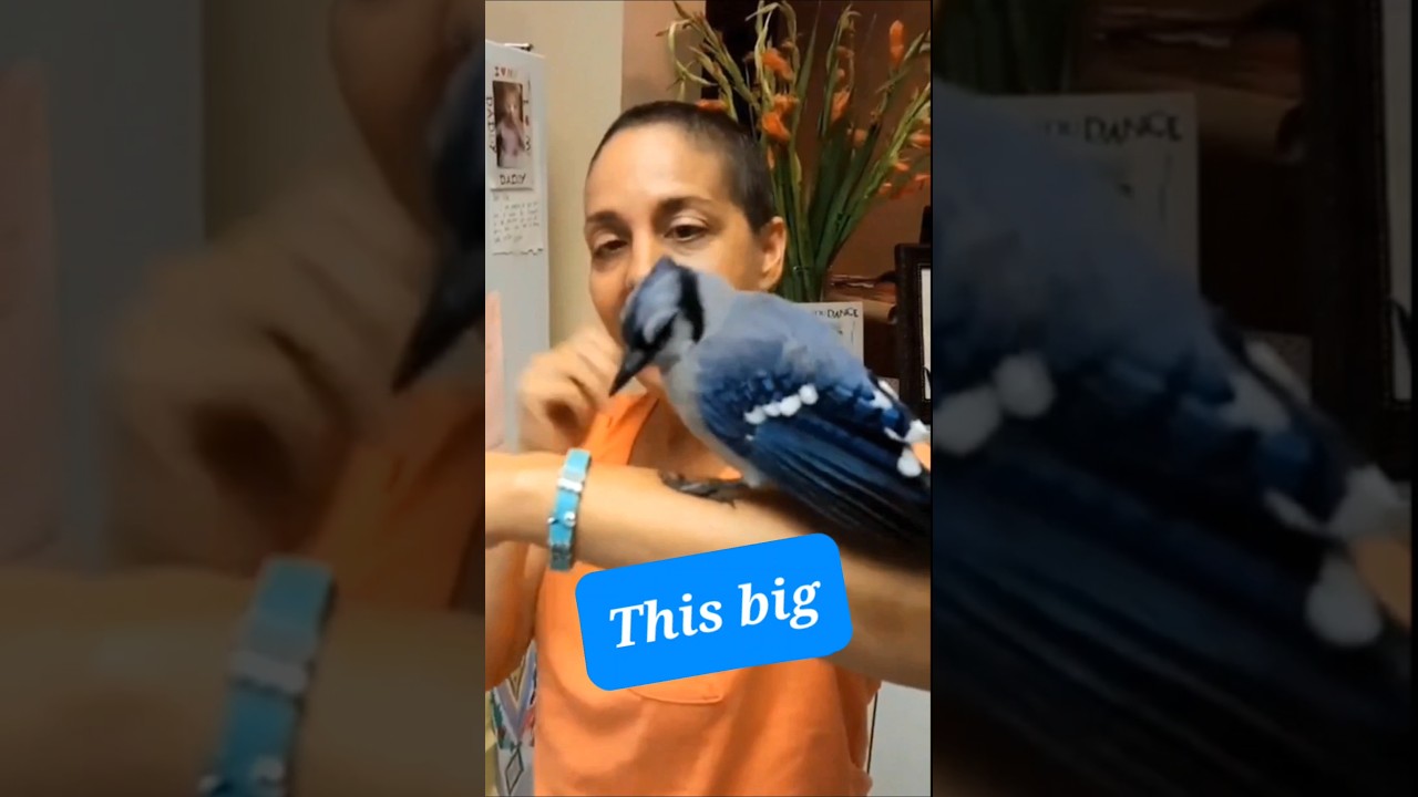 How big is Gracie The Blue Jay?  