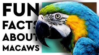 BLUE AND GOLD MACAWS: Everything you need to know