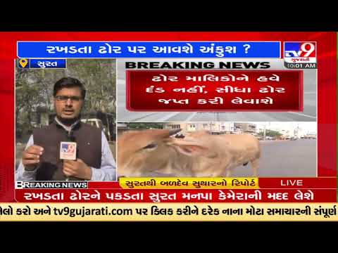 SMC forms 24 stray cattle capture teams to curb cattle nuisance in the city |Surat |TV9GujaratiNews