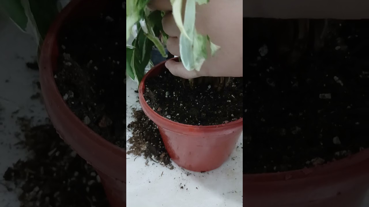 Сингониум клубличний лёд ва циперус гули парвариши.