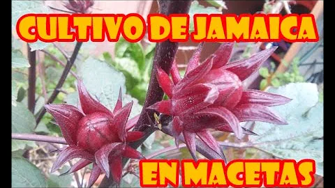 ¿Cuánto tiempo crece la flor de Jamaica?