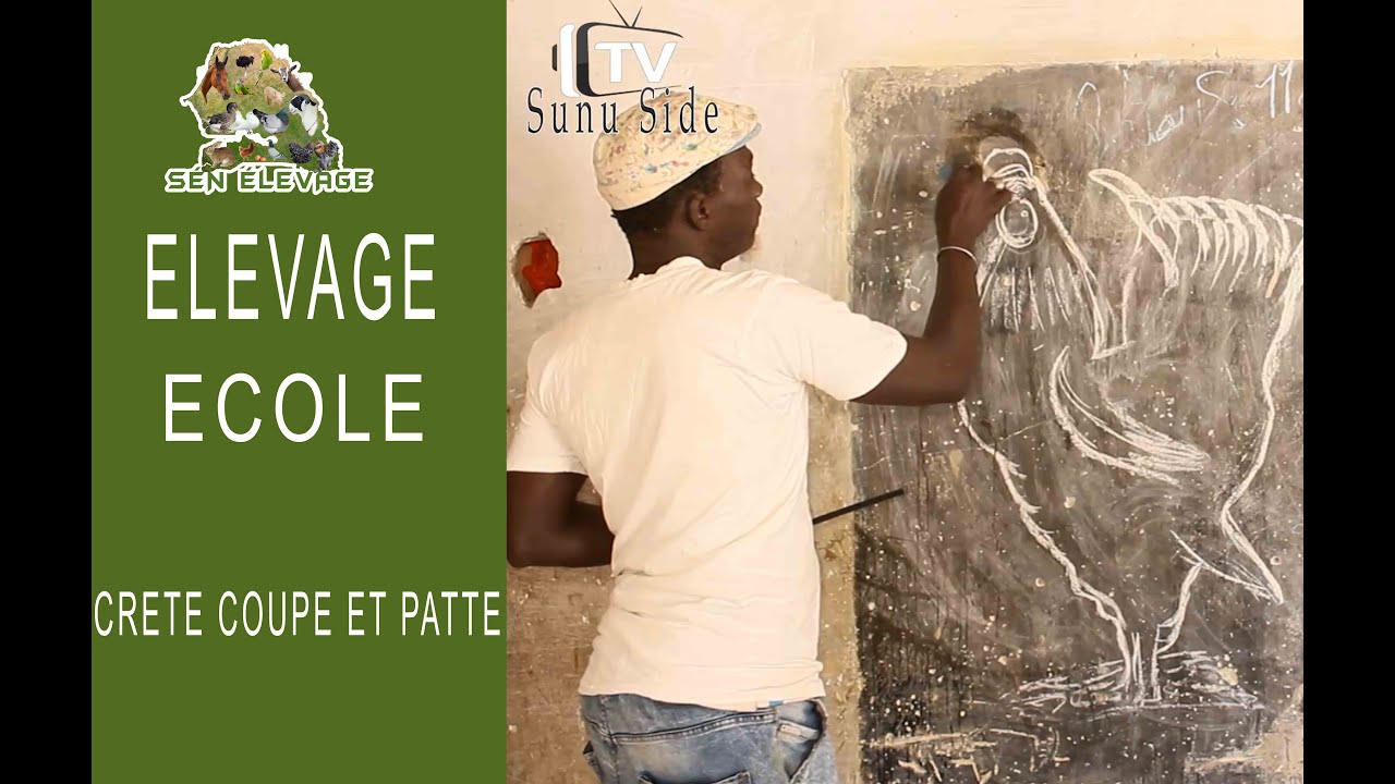 Sén Elevage ELEVAGE ECOLE AMELIORATION CRETE  COUPE ET PATTE
