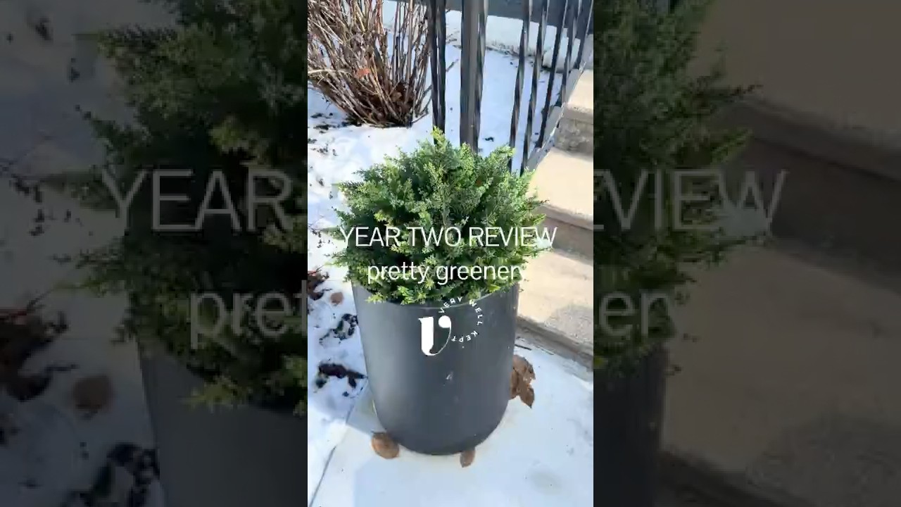 Pretty cypress greenery for winter #artificialgreenery #artificialplants