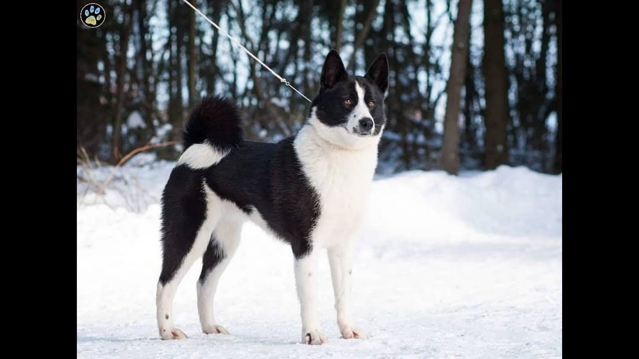 Порода собак норвежский шпиц