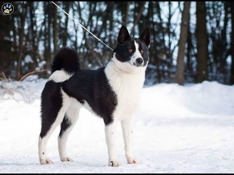 КАРЕЛЬСКАЯ МЕДВЕЖЬЯ ЛАЙКА, ФИНСКИЙ ШПИЦ, НОРВЕЖСКИЙ ЭЛКХАУНД СЕРЫЙ (НОРВЕЖСКАЯ ЛОСИНАЯ ЛАЙКА)