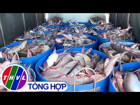 Video THVL | Chuyện hôm nay: Vỡ trận thị trường cá tra - youtube