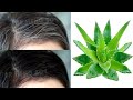 white hair to black naturally and shiny hair permanently with this simple way 100% working at home