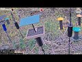 10/12/2025 - Bird Feeder Livestream from Flocking Around HQ