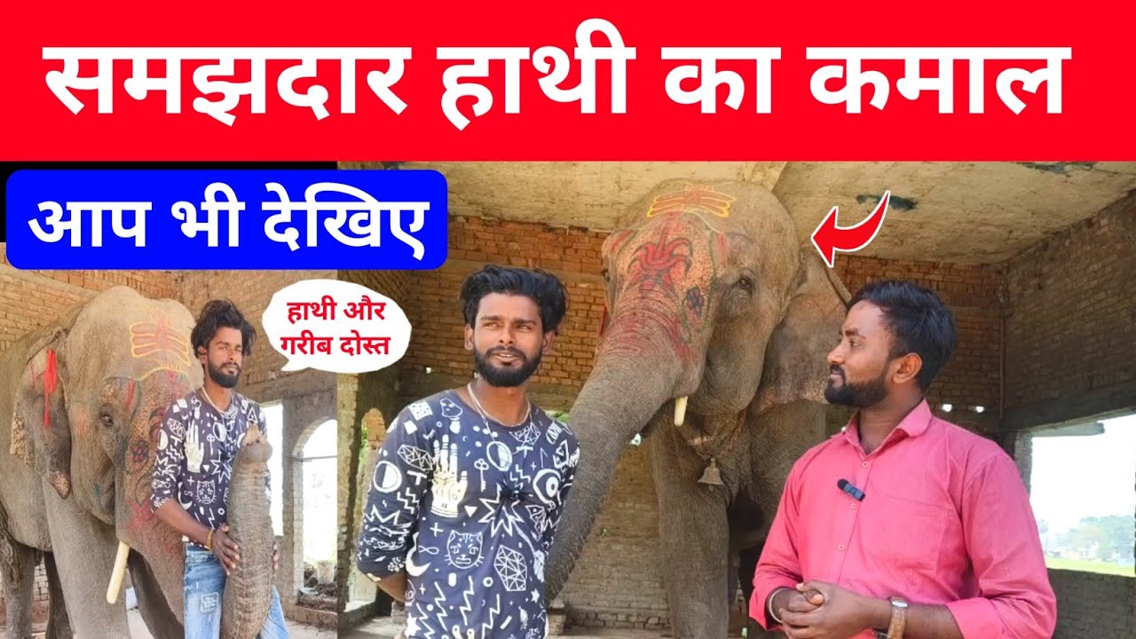 समझदार हाथी और गरीब दोस्त 😱 ! Hathi Aur Us Ke Dost !! ऐसा हाथी नहीं देखा होगा !! #Hathi #Video #News