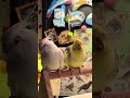 ง้อด้วยย #cockatiel #couple #นกค๊อกคาเทล #นกแก้วน่ารัก #นกแก้วน่ารัก