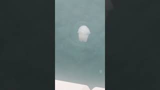 ouch! I got stung  by a dead jellyfish 😳 #vancouverisland #shorts
