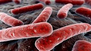 Glycans: the Perfect Nutrient