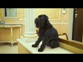 Бельгийский (брюссельский) гриффон, идеальная собака для дома. Гарри Шторм Видео 5 из 6