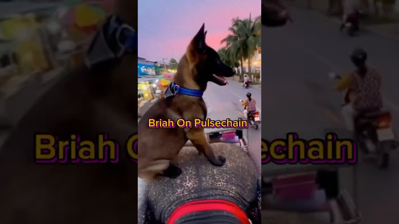 Dog Rides an Elephant Through Bangkok! Briah on Pulsechain