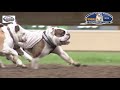 Bulldog Trailer 2019