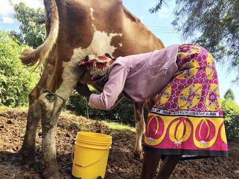 Dairy farming taking off in Kenya