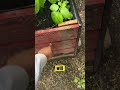 How to plant potatoes in containers #potato #potatoes #garden #gardening