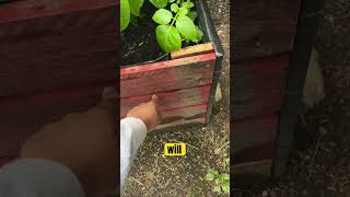 How to plant potatoes in containers #potato #potatoes #garden #gardening
