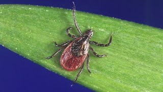 It's tick season. What kind are in Colorado?