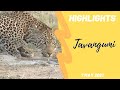 Highlights Tavangumi male leopard 7th May 2021